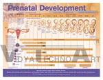 Prenatal Development Anatomical Chart